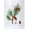 Dwarf Mountain Pine (*Pinus Mugho*), Pin Mugho, Antique botanical print by Bessa  (c.1801-1819)
