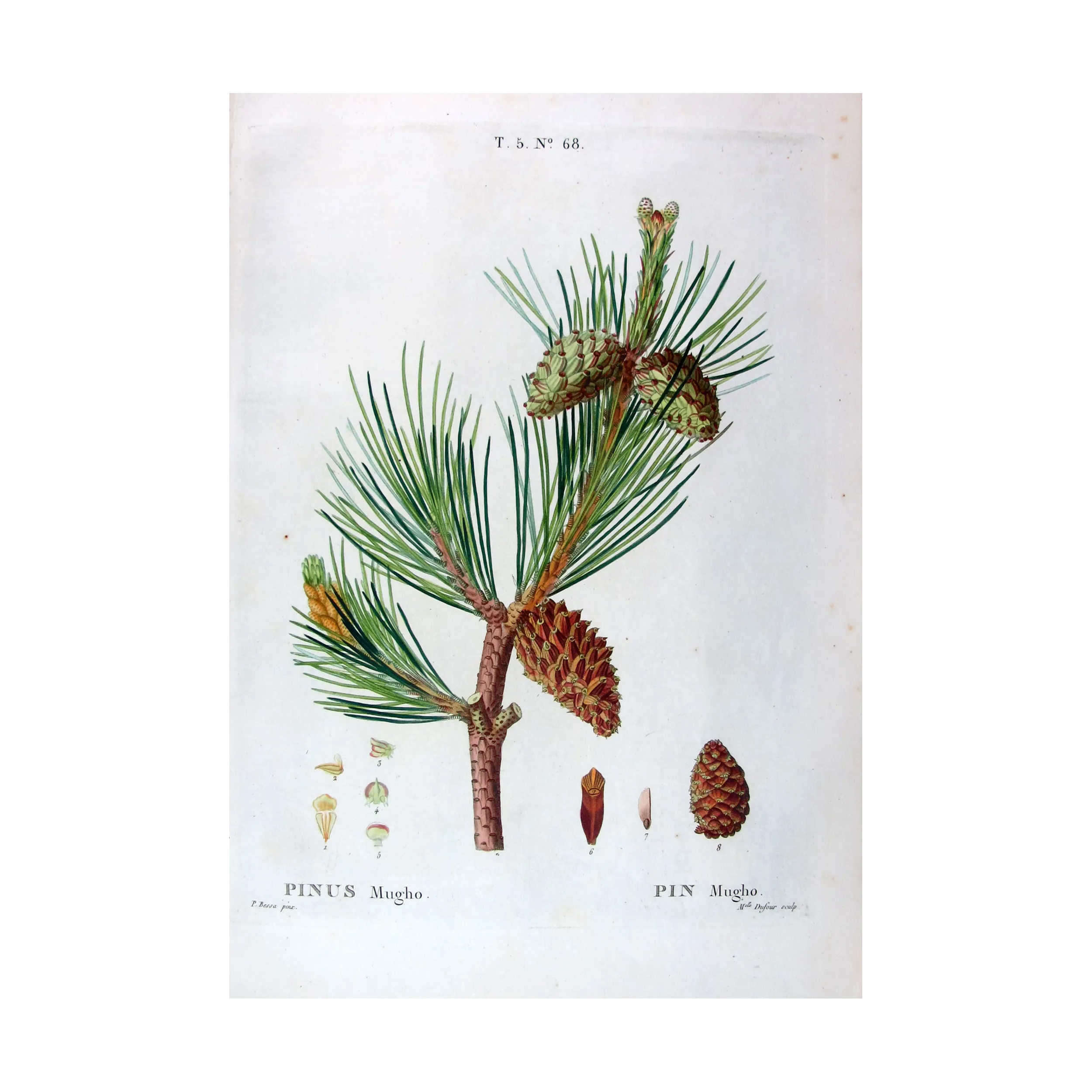 Antique Print by Pancrace Bessa – Dwarf Mountain Pine (Pinus Mugho)