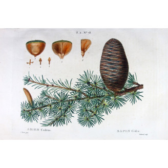 Abies Cedrus  Hand-colored engraving by Bessa