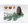 Cedar (*Abies Cedrus*), Sapin Cèdre,  Antique botanical print by Bessa  (c.1801-1819)