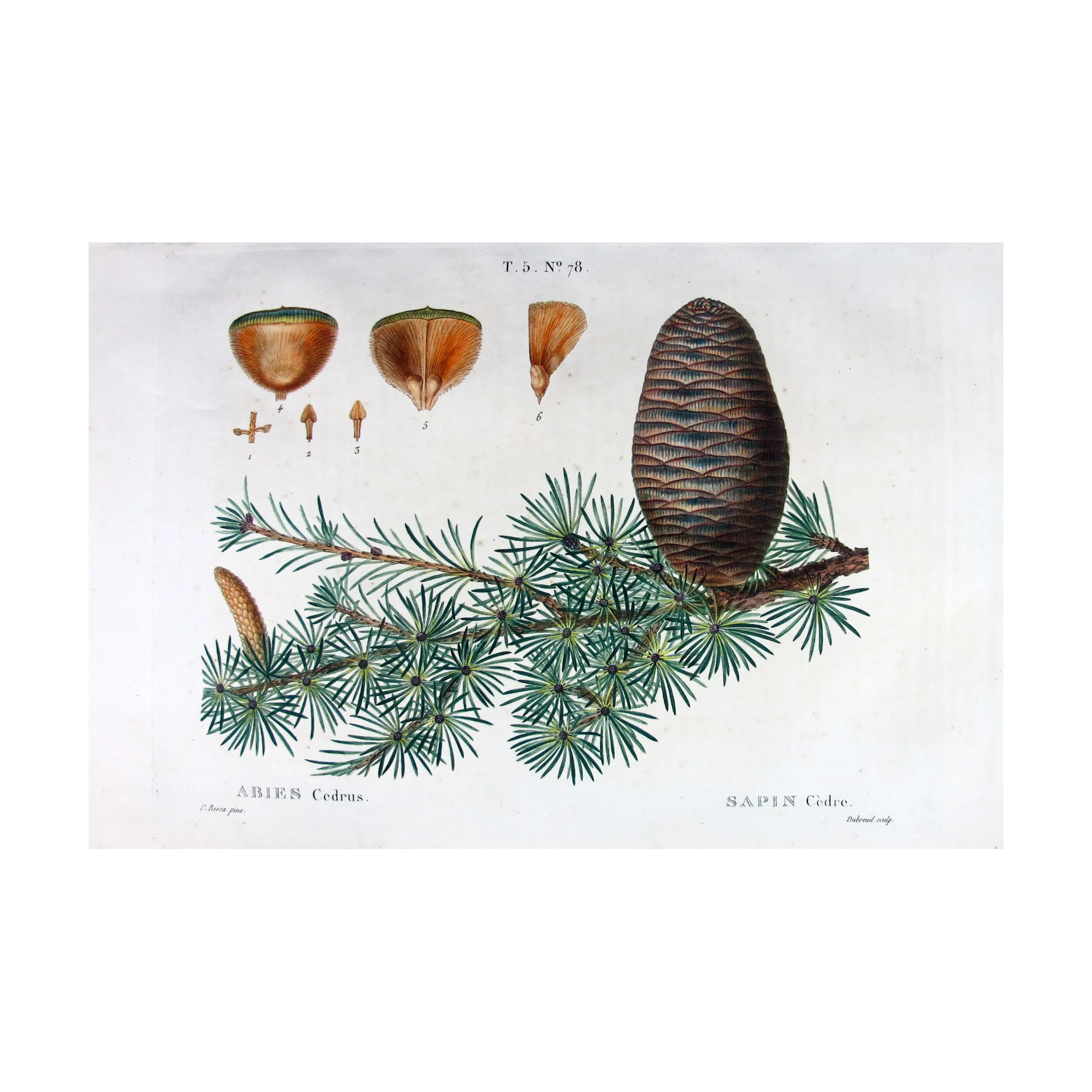 Antique Botanical Print – Pancrace Bessa – Cedar