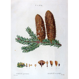 Abies Pectinata  Hand-colored engraving by Bessa