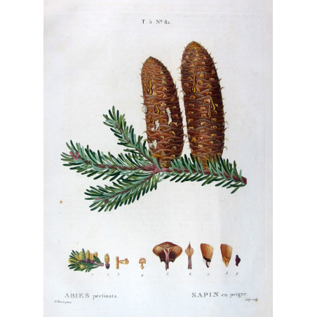 Abies Pectinata  Hand-colored engraving by Bessa