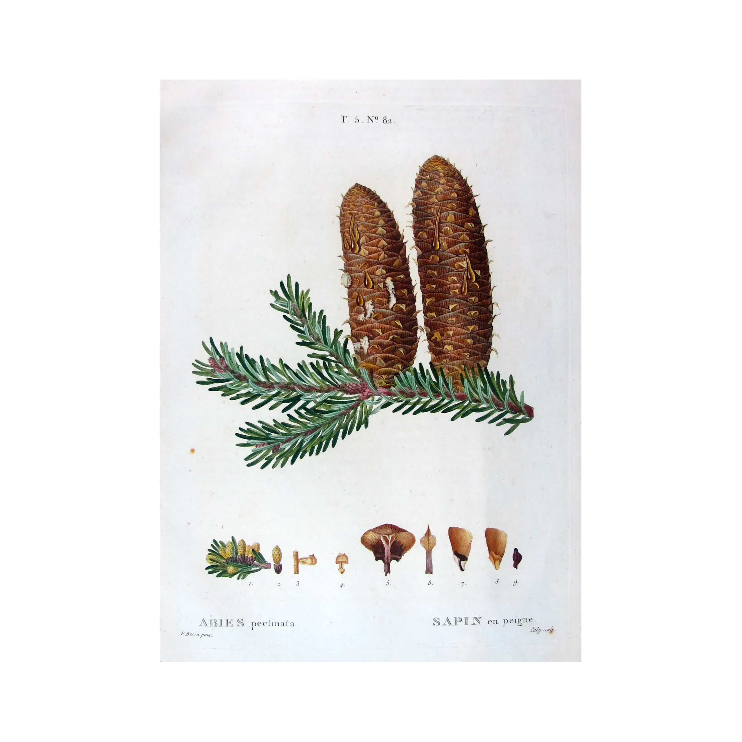 Antique Print by Pancrace Bessa – Silver Fir (Abies Pectinata)