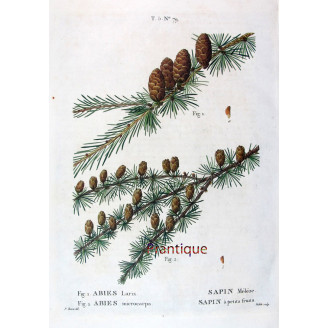 Abies Larix, Abies microcarpa  Hand-colored engraving by Bessa