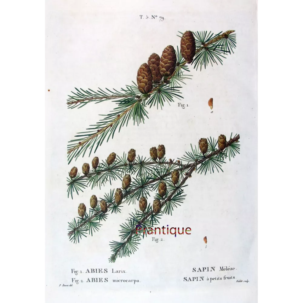 Abies Larix, Abies microcarpa Hand-colored engraving by Bessa Abies Larix, Abies microcarpa Hand-colored engraving by Bessa