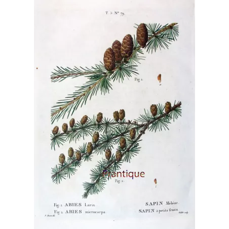 Abies Larix, Abies microcarpa  Hand-colored engraving by Bessa