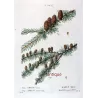 Larch (*Abies Larix*), Abies microcarpa, Sapin Mélèze, Sapin à petits fruits, Antique botanical print by Bessa (c.1801-1819)