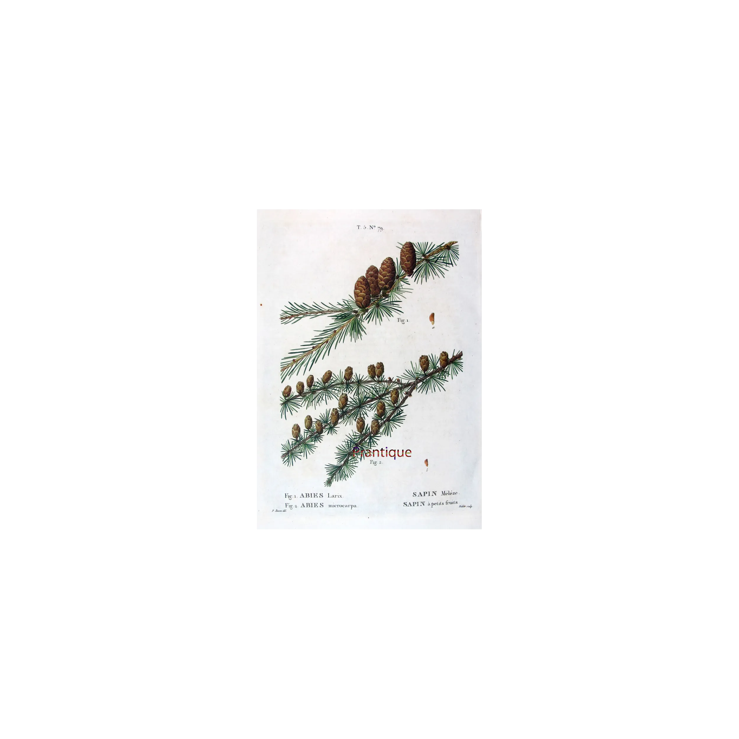 Antique Botanical Print – Pancrace Bessa – Larch