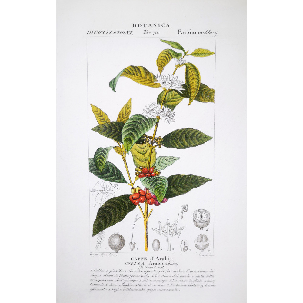 Coffea arabica Botanical Print by Turpin | Prantique Coffea arabica Botanical Print by Turpin | Prantique
