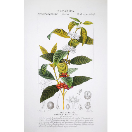 Coffea arabica  Botanical Print by Turpin | Prantique
