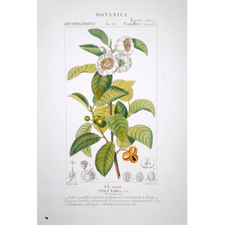 Thea bohea  Botanical Print by Turpin | Prantique