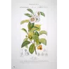 Black Tea (*Thea bohea*) Original hand-colored engraving by Turpin,  Antique  Botanical Print (c.1835)