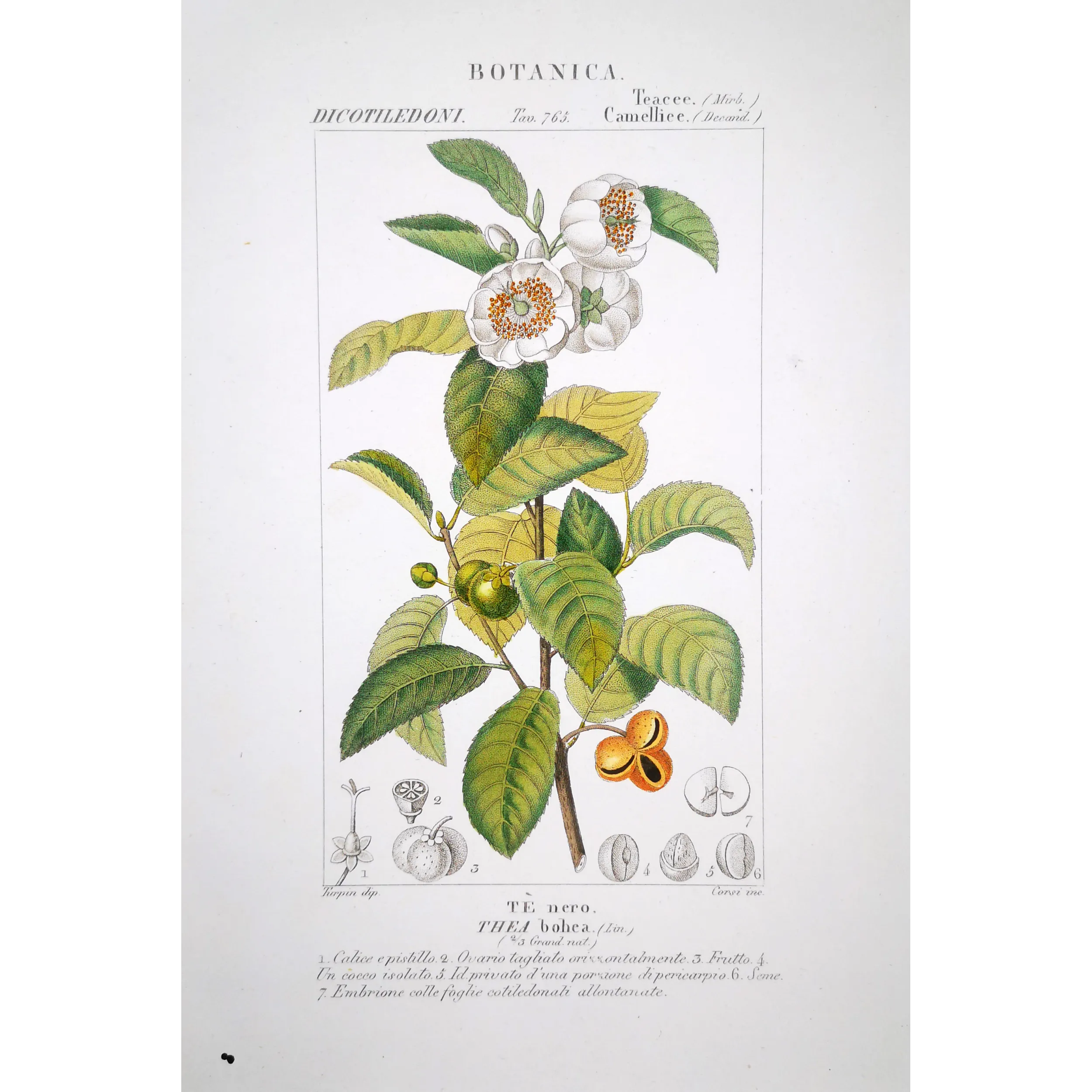Antique Print by Pierre Jean François Turpin – Black Tea (Thea bohea)