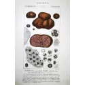 Antique Print by Pierre Jean François Turpin – Truffle (Tuber cibarium)