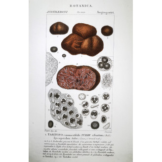 Tuber cibarium  Truffle Botanical Plate by Turpin | Prantique