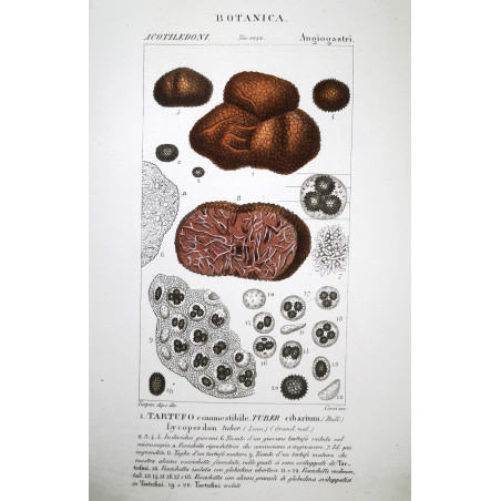 Tuber cibarium  Truffle Botanical Plate by Turpin | Prantique