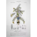Juniperus communis  Botanical Print by Turpin | Prantique