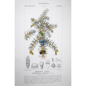Juniperus communis  Botanical Print by Turpin | Prantique