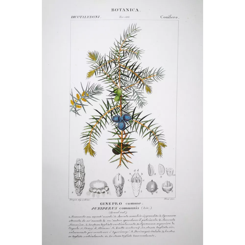 Juniperus communis  Botanical Print by Turpin | Prantique