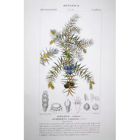 Juniperus communis  Botanical Print by Turpin | Prantique