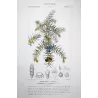 Juniper (*Juniperus communis*) Original hand-colored engraving by Turpin,  Antique  Botanical Print (c.1835)