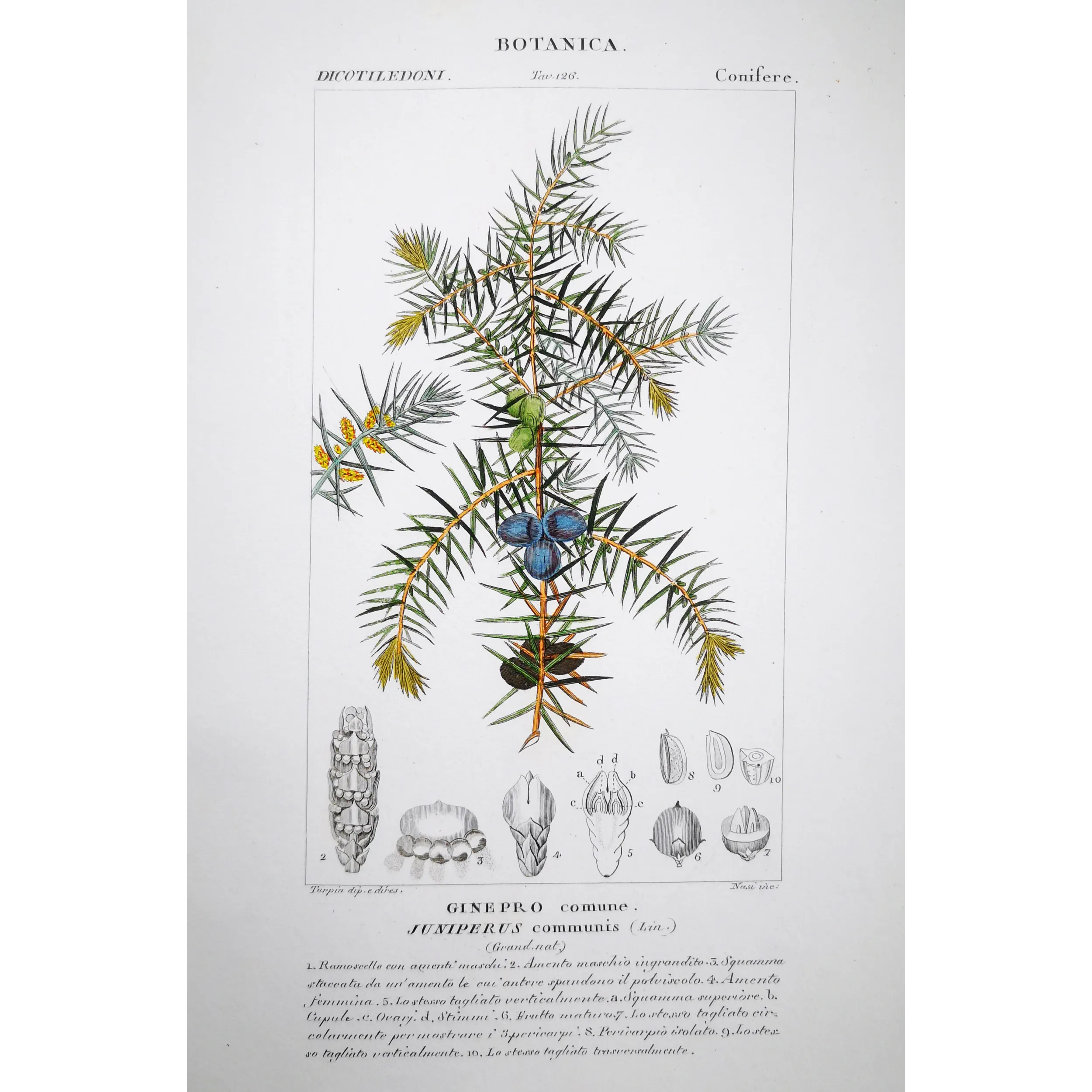 Antique Botanical Print – Pierre Jean François Turpin – Juniper