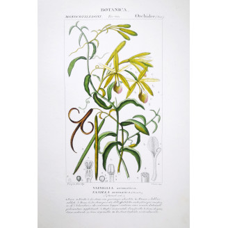 Vanilla aromatica  Orchid Botanical Plate by Turpin | Prantique