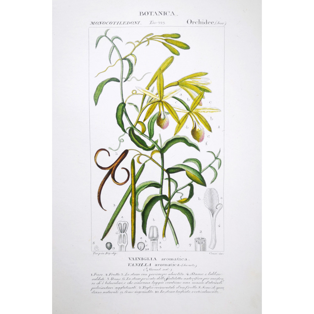 Vanilla aromatica Orchid Botanical Plate by Turpin | Prantique Vanilla aromatica Orchid Botanical Plate by Turpin | Prantique