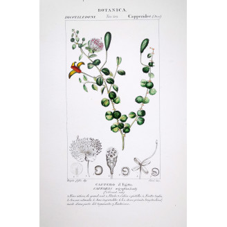 Capparis aegyptia  Botanical Print by Turpin | Prantique