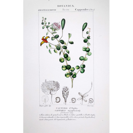 Capparis aegyptia  Botanical Print by Turpin | Prantique
