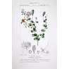 Egyptian Caper (*Capparis aegyptia*)  Original hand-colored engraving by Turpin,  Antique  Botanical Print (c.1835)