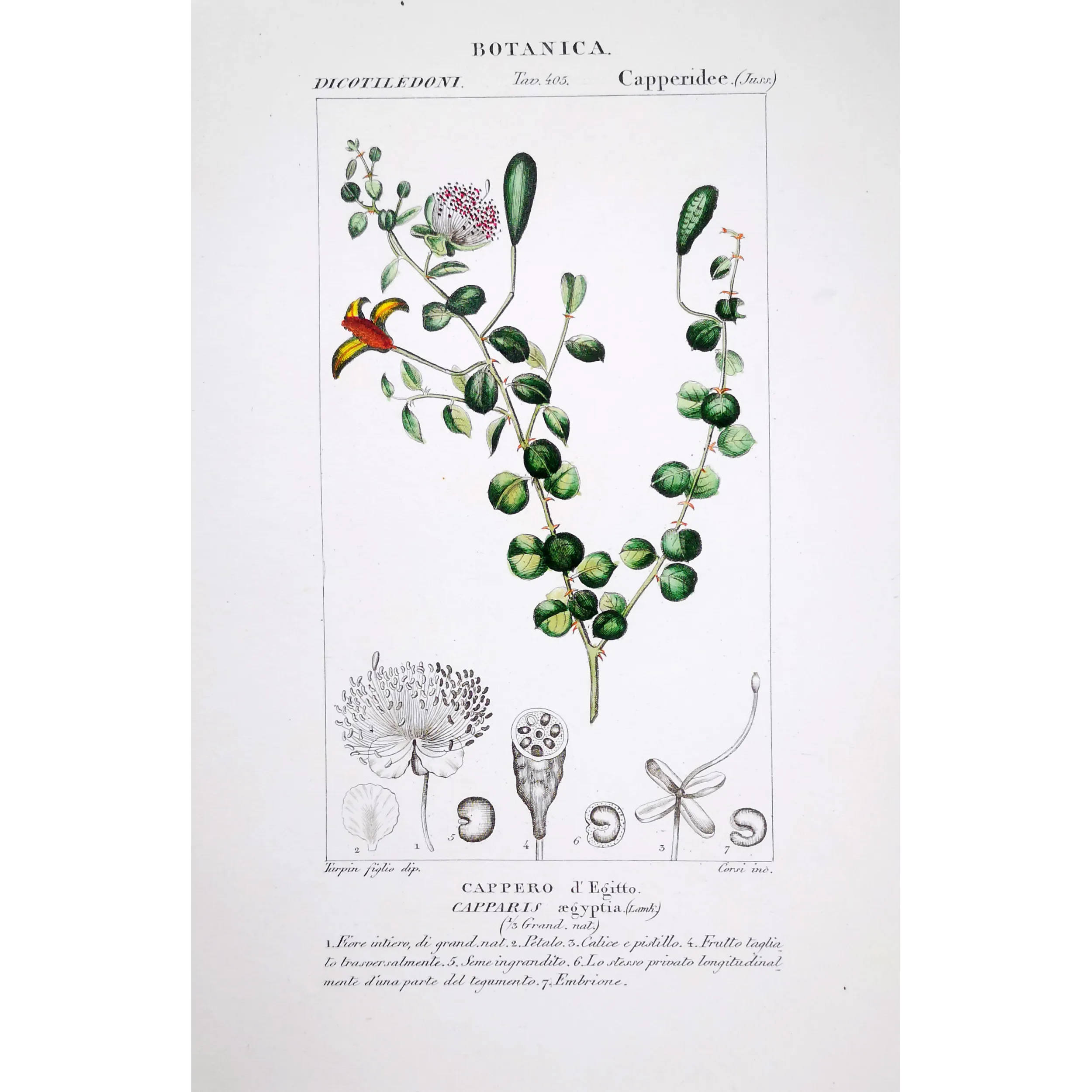 Antique Botanical Print – Pierre Jean François Turpin – Egyptian Caper