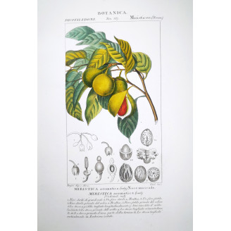 Myristica aromatica  Botanical Nutmeg Plate by Turpin | Prantique