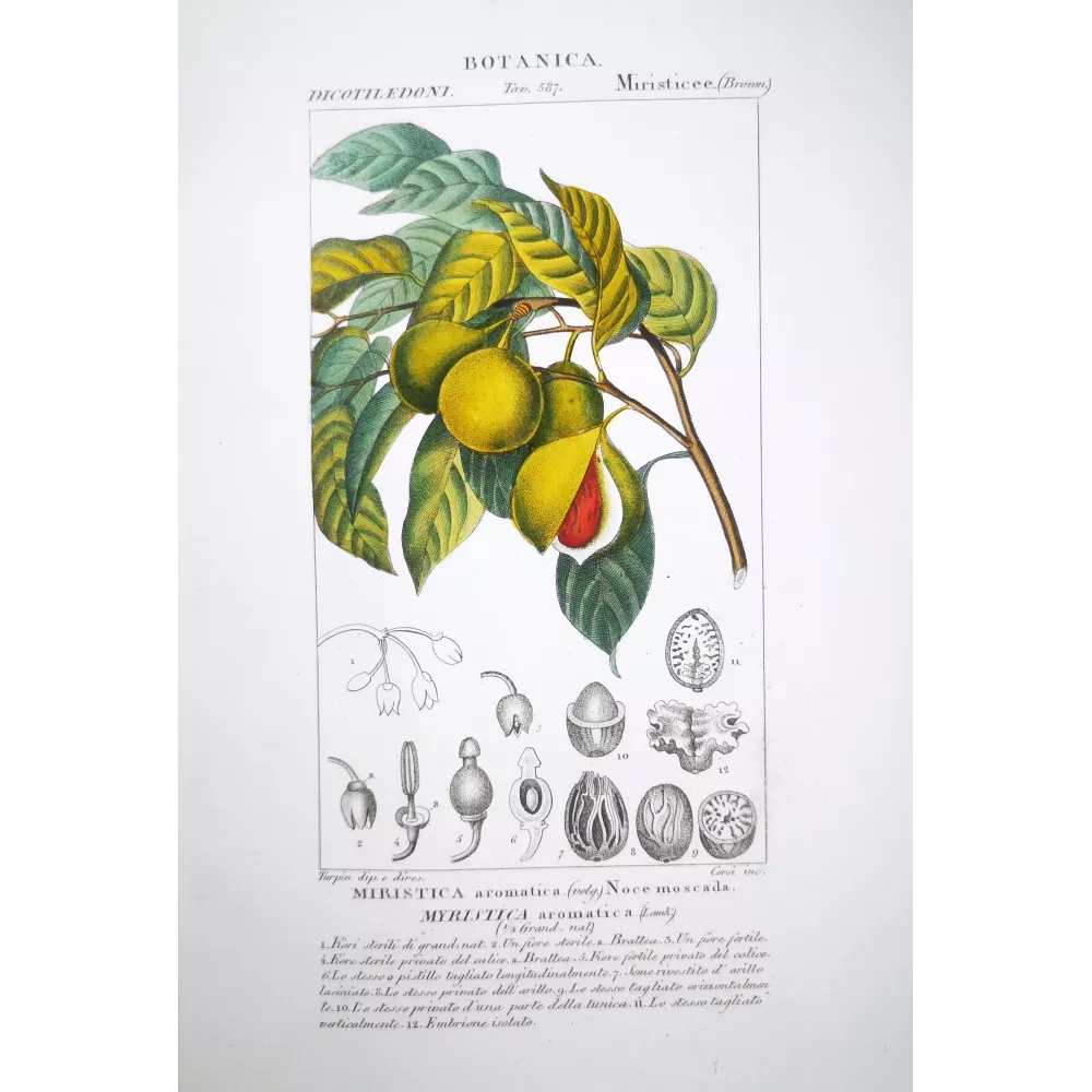 Myristica aromatica Botanical Nutmeg Plate by Turpin | Prantique Myristica aromatica Botanical Nutmeg Plate by Turpin | Prantique