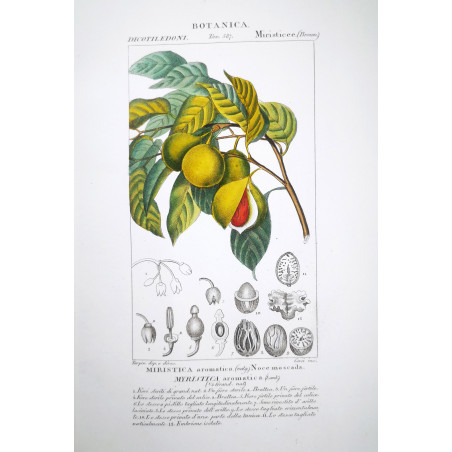 Myristica aromatica  Botanical Nutmeg Plate by Turpin | Prantique