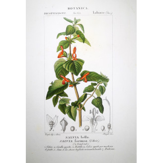 Salvia formosa  Botanical Sage Print by Turpin | Prantique