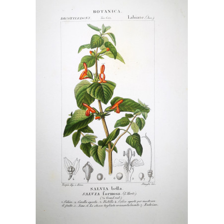 Salvia formosa  Botanical Sage Print by Turpin | Prantique