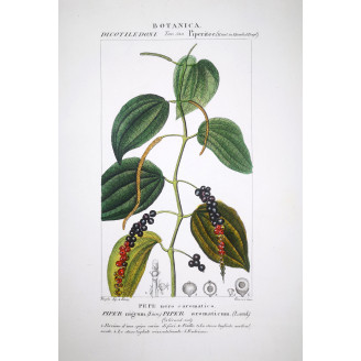 Piper nigrum  Black Pepper Botanical Plate by Turpin | Prantique
