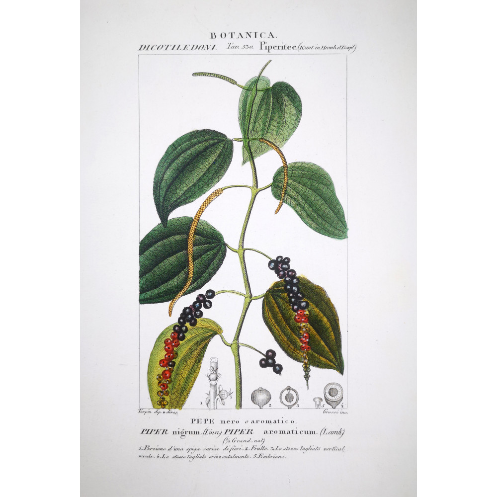Piper nigrum Black Pepper Botanical Plate by Turpin | Prantique Piper nigrum Black Pepper Botanical Plate by Turpin | Prantique