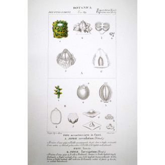 Piper nigrum  Black Pepper Botanical Plate by Turpin | Prantique