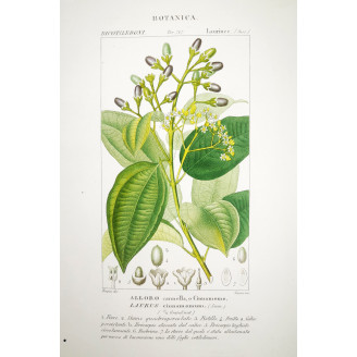 Laurus cinnamomum  Bay Laurel Botanical Print by Turpin | Prantique