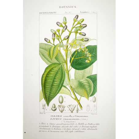 Laurus cinnamomum  Bay Laurel Botanical Print by Turpin | Prantique