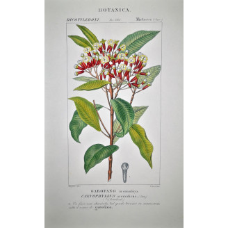Caryophyllus aromaticus  Clove Botanical Plate by Turpin | Prantique
