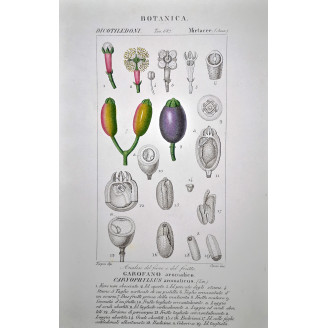 Caryophyllus aromaticus  Clove Botanical Plate by Turpin | Prantique