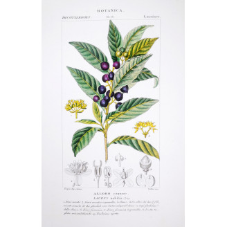 Laurus nobilis  Bay Laurel Botanical Plate by Turpin | Prantique