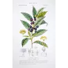 Bay Laurel (*Laurus nobilis*) Original hand-colored engraving by Turpin, Antique  Botanical Print(c.1835)