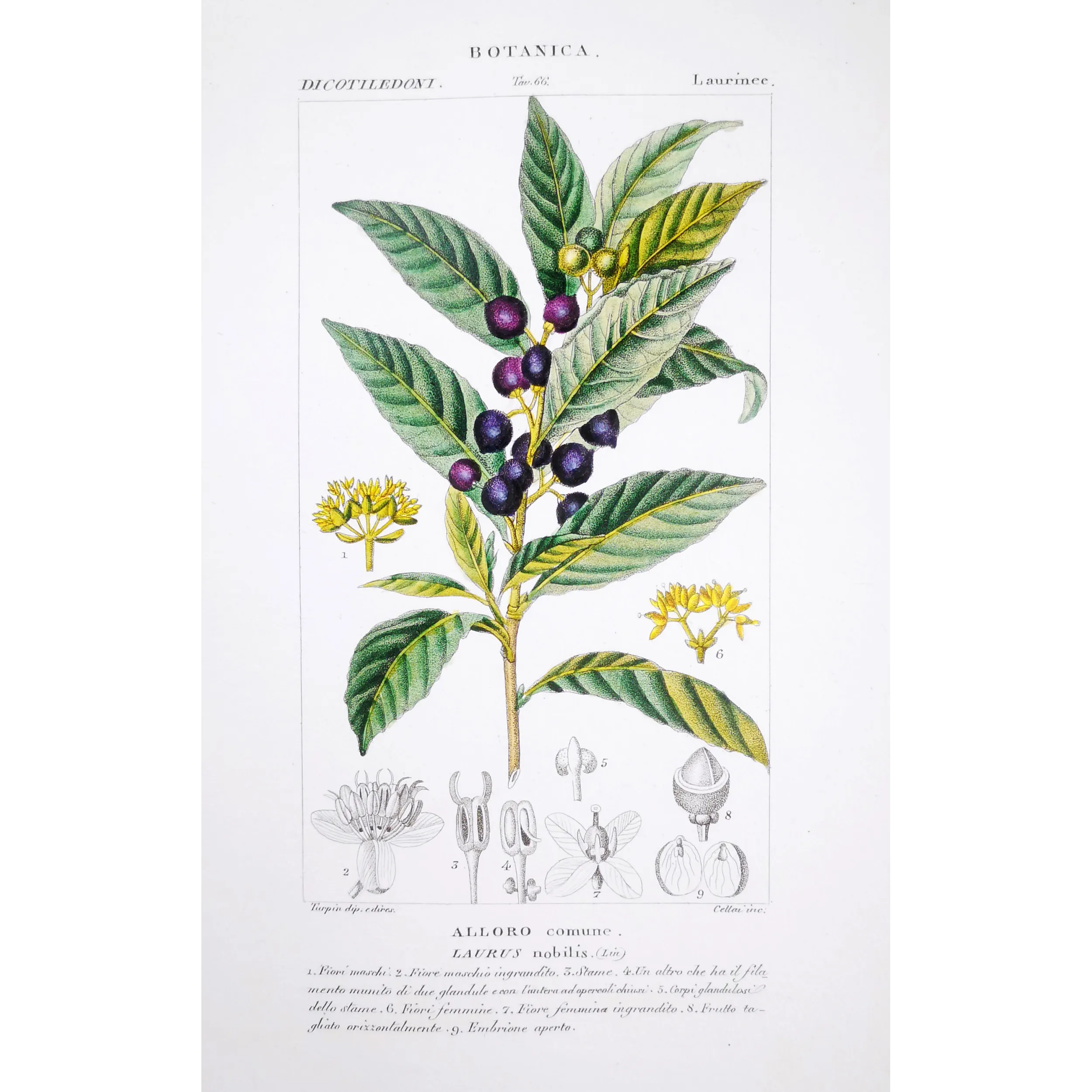 Antique Botanical Print – Pierre Jean François Turpin – Bay Laurel