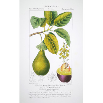 Persea gratissima  Avocado Botanical Plate by Turpin | Prantique