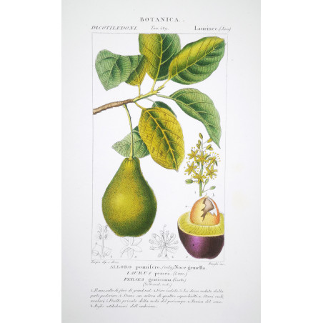 Persea gratissima  Avocado Botanical Plate by Turpin | Prantique
